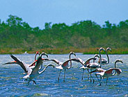 Guajira