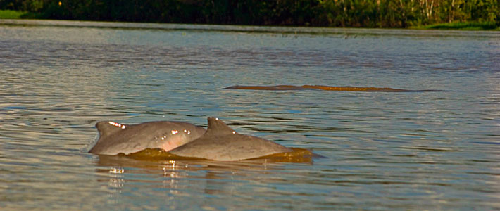 Amazonas