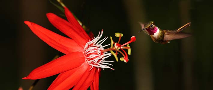 Costa Rica