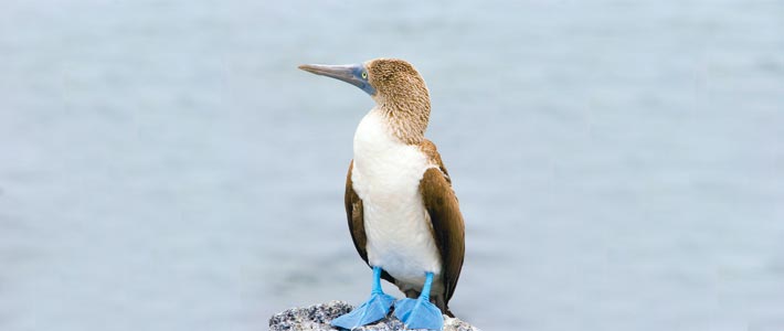 Ecuador